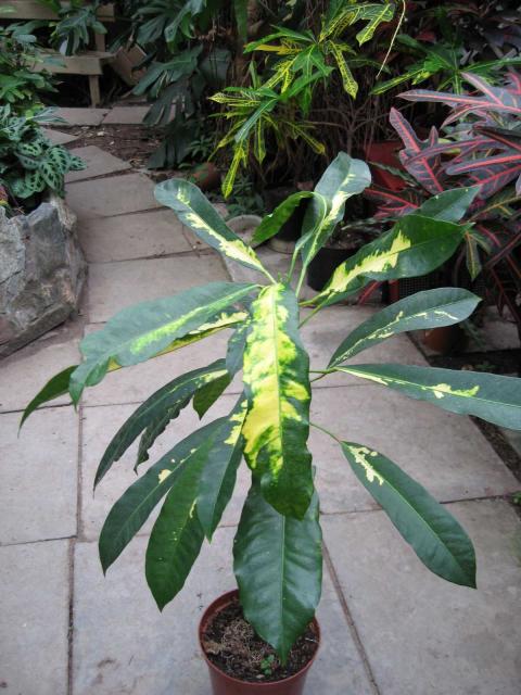 Codiaeum variegatum var. pictum 2